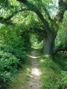 Tree-Path_druss101