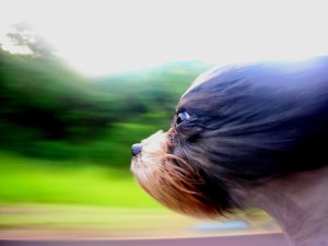 NeedForSpeed-Amnemona